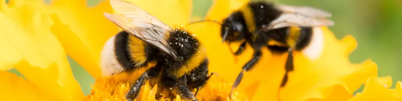 How Bumble Got Buzzing and Revolutionized Online Dating